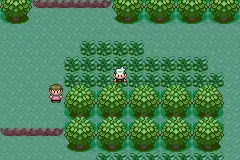 petalburg woods emerald